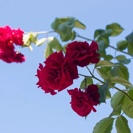 Сasa de vacaciones Kali 's Alykanas (Zakynthos)